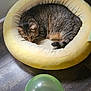 cat, tabby_cat, pet_bed, yellow_bed, balloon, green_balloon, wooden_floor, indoor, wall, electrical_outlet, curled_up, resting, feline, domestic_cat, flooring, quiet, cozy, relaxed, animal, household