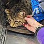 cat, tabby, pet_carrier, blue_towel, hand, tattoo, petting, metal_surface, animal, domestic_cat, fur, ear, whiskers, relaxed, indoor, close_up, comfort, cage, resting, human_interaction