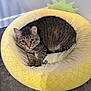 cat, tabby_cat, pet_bed, pineapple_bed, indoor, floor, tile_floor, wall, looking, curious, feline, domestic_cat, cozy, resting, animal, cute, whiskers, ears, paws, fur
