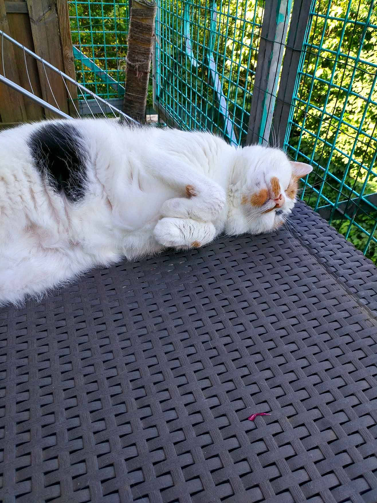 Iris a rejoint le concours — aidez-le/la à gagner de superbes lots ! animal_shelter, carnivore, cat, claw, comfort, domestic_short_haired_cat, fawn, felidae, fence, flooring, fur, grass, mesh, paw, small_to_medium_sized_cats, snout, tail, tree, whiskers, wood