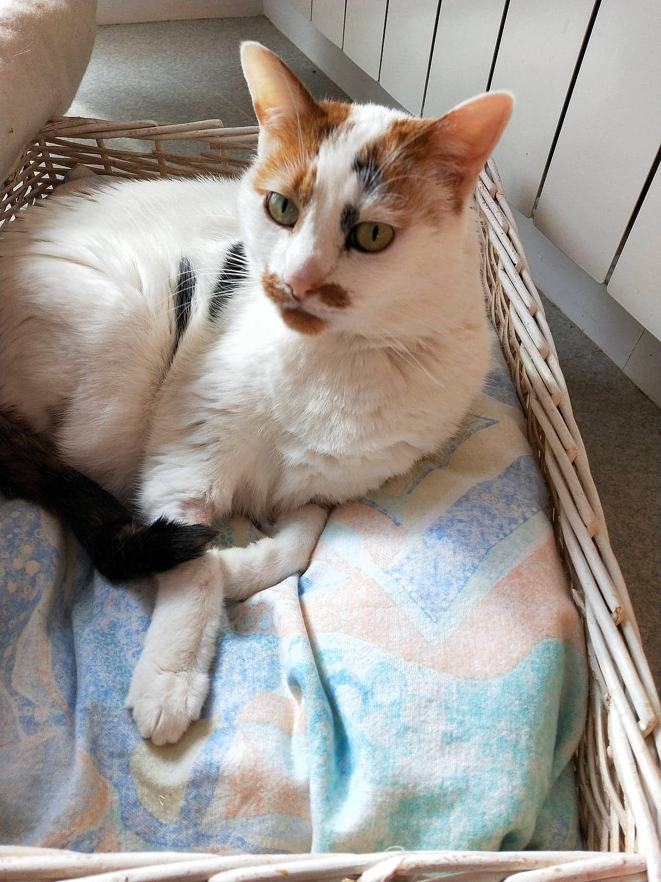 Iris a rejoint le concours — aidez-le/la à gagner de superbes lots ! box, carnivore, cat, cat_supply, claw, comfort, domestic_short_haired_cat, fawn, felidae, fur, paw, pet_supply, photography, sitting, small_to_medium_sized_cats, snout, tail, whiskers, window, wood