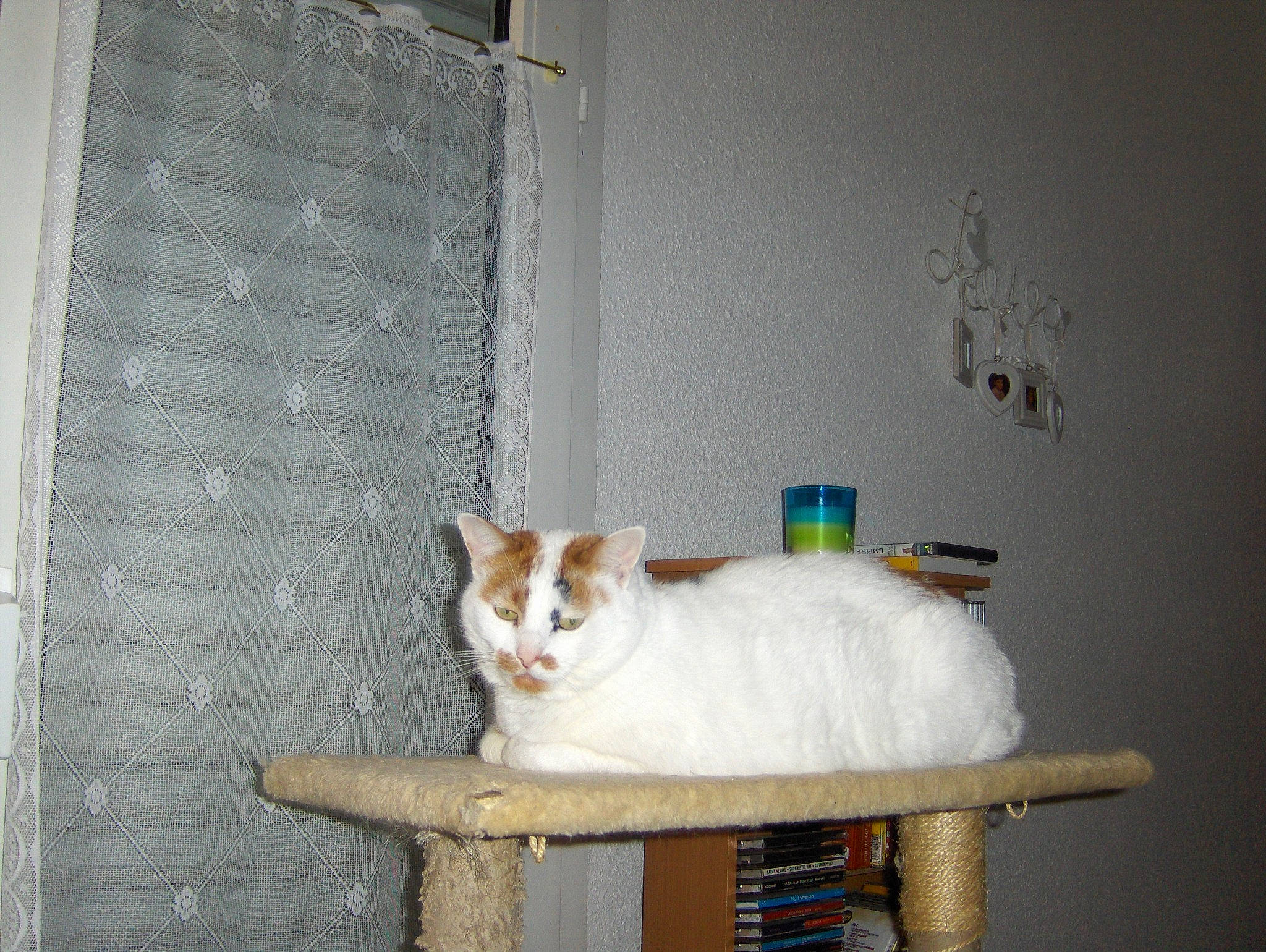 Iris participe au concours pour gagner de l'argent avec cette photo : carnivore, cat, cat_furniture, cat_supply, chair, comfort, domestic_short_haired_cat, fawn, felidae, fur, line, pet_supply, rectangle, room, small_to_medium_sized_cats, table, tail, wall, whiskers, wood