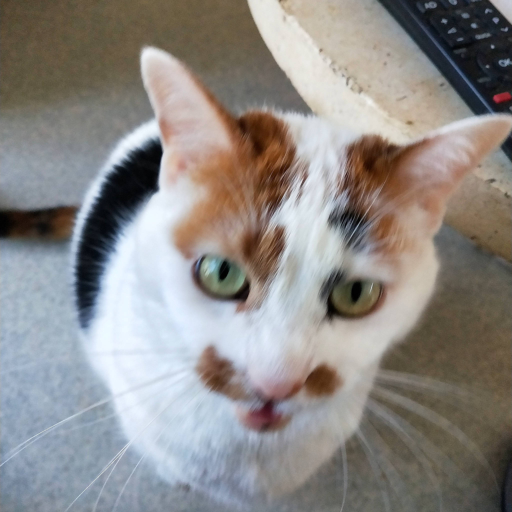 Iris a rejoint le concours — aidez-le/la à gagner de superbes lots ! carnivore, cat, computer_keyboard, domestic_short_haired_cat, fawn, felidae, fur, input_device, office_equipment, office_supplies, remote_control, small_to_medium_sized_cats, snout, tail, whiskers, window, wood