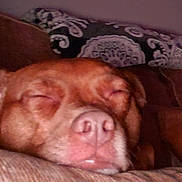 Ruthie is registered to the contest to win money with this photo: canidae, carnivore, dog, dog_breed, dogue_de_bordeaux, ear, fawn, guard_dog, mammal, mouth, nap, non_sporting_group, nose, puppy, skin, snout, sporting_group, vertebrate, vizsla, wrinkle