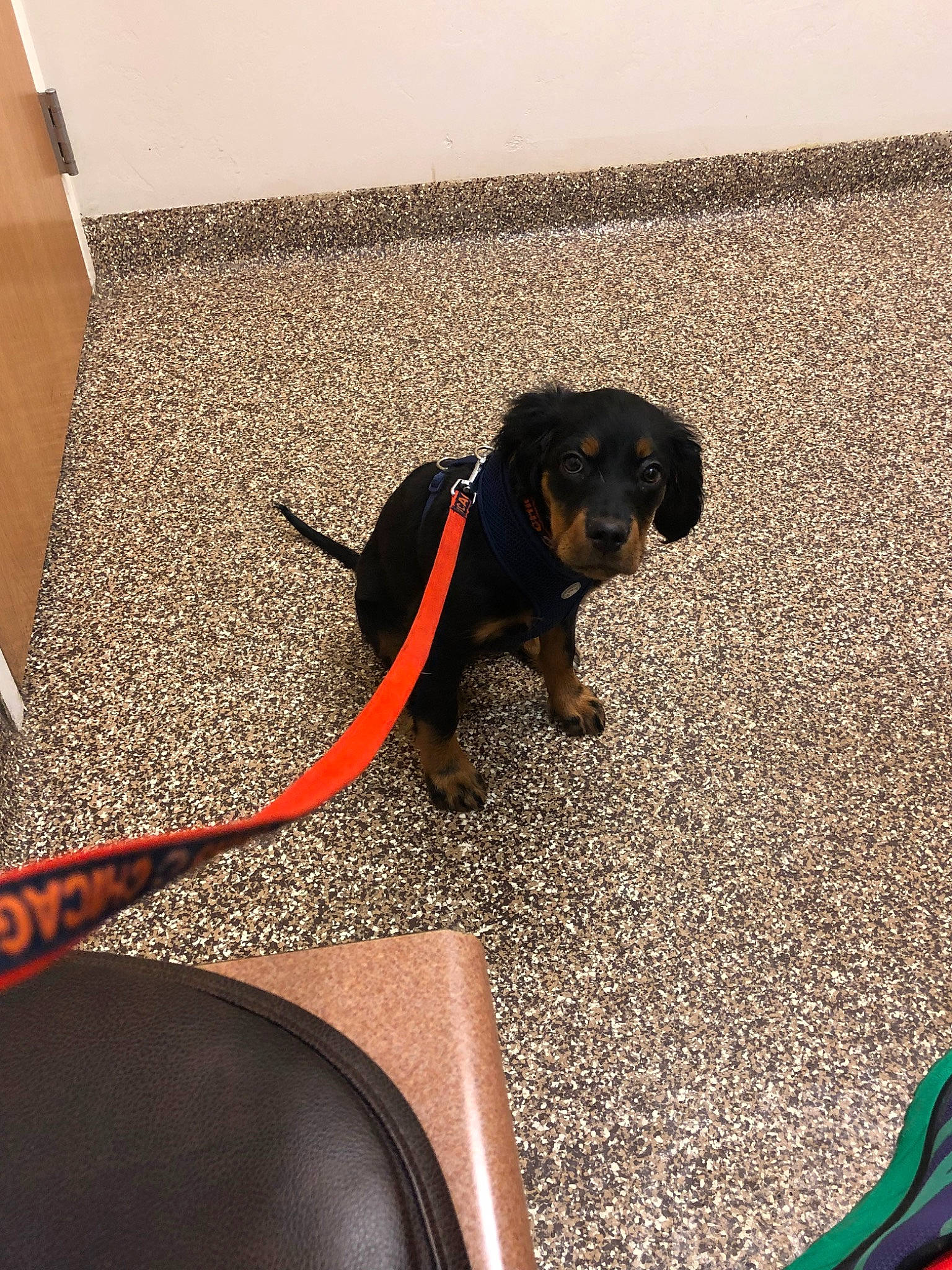 Walter is registered to the contest to win money with this photo: canidae, carnivore, dog, dog_breed, floor, flooring, puppy, sporting_group