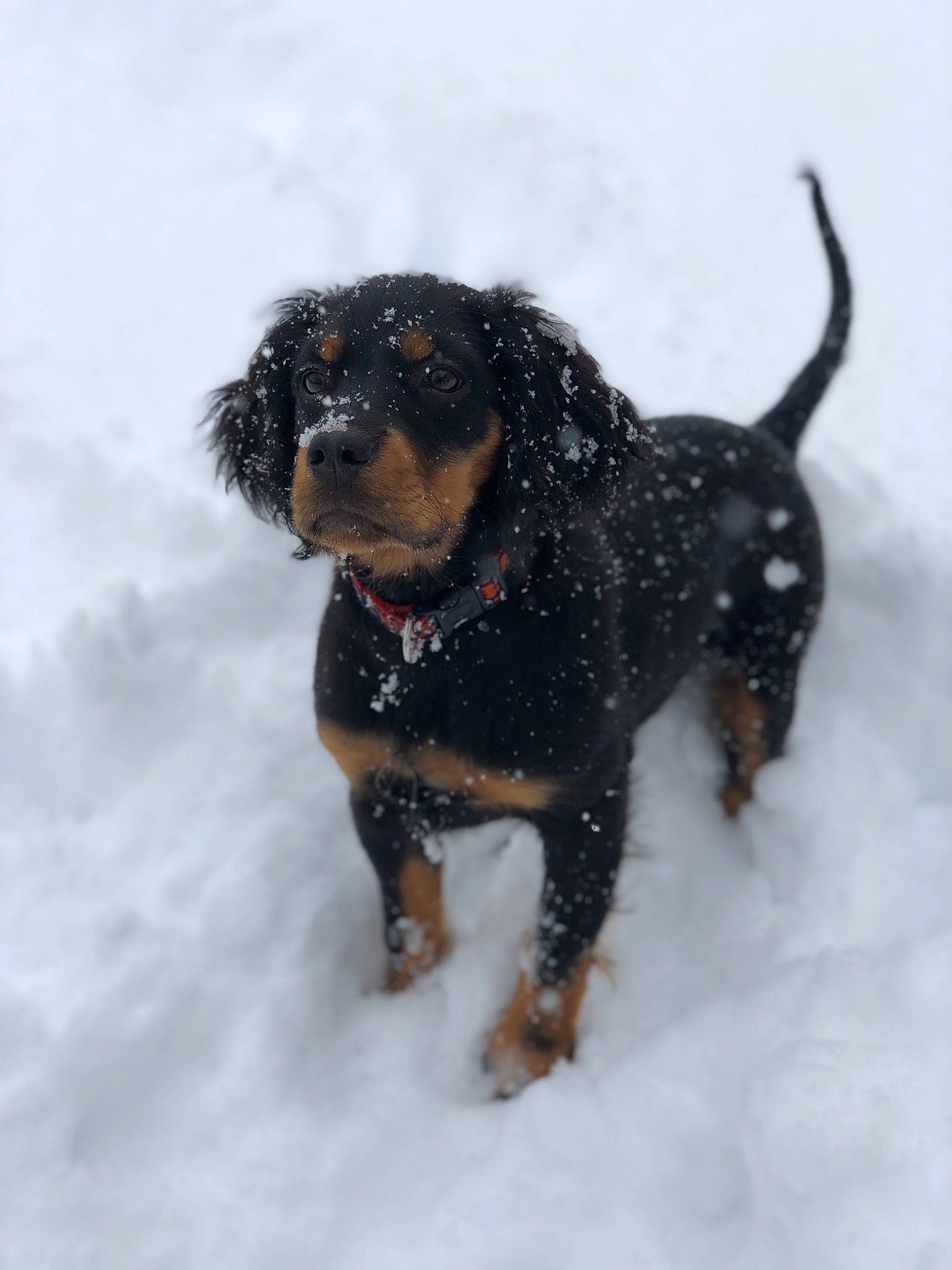 Walter is registered to the contest to win money with this photo: canidae, carnivore, companion_dog, dog, dog_breed, hunting_dog, mammal, puppy, rare_breed_dog, rottweiler, snout, snow, sporting_group, vertebrate, winter, working_dog
