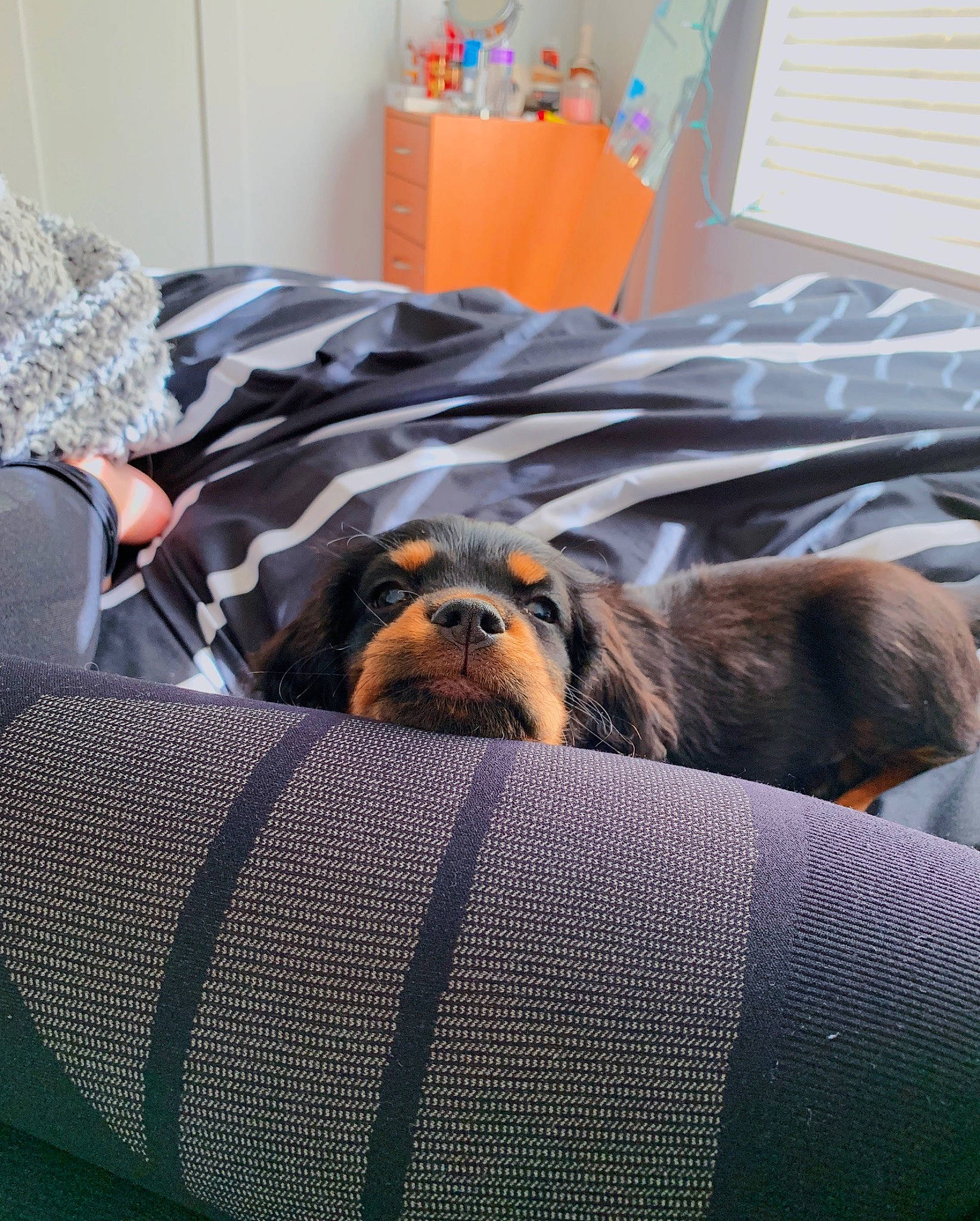 Walter joined the competition — help win amazing prizes! bed, bed_sheet, blanket, canidae, carnivore, cavalier_king_charles_spaniel, companion_dog, dog, dog_breed, furniture, linens, nap, puppy, sporting_group