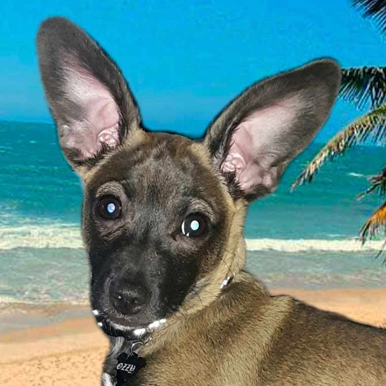 Ozzy is registered to the contest to win money with this photo: animal, beach, canine, chihuahua, coast, dog, horizon, nature, outdoors, palmtree, pet, plant, puppy, sea, shoreline, sky, summer, tree, tropical, water