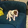 Butters is registered to the contest to win money with this photo: animal, brown, carpet, collar, couch, cute, dog, domestic, furniture, home, indoor, looking_away, pet, puppy, relaxed, sitting, small_dog, table, white, yellow_bag