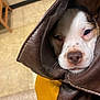 Butters joined the competition — help win amazing prizes! brown, chair, closeup, cozy, cute, dog, face, floor, fur, indoors, jacket, leather, nose, pet, puppy, sleepy, tile, whiskers, white, wrapped