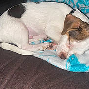 Butters is registered to the contest to win money with this photo: animal, blanket, brown, canine, collar, companion, cozy, cute, dog, domestic, ear, fur, indoor, paw, pet, relaxation, resting, sleeping, snout, white