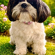 Vita participe au concours pour gagner de l'argent avec cette photo : adorable, animal, black_and_white, canine, collar, cute, dog, flowers, fluffy, fur, garden, grass, nature, outdoor, pet, portrait, scruffy, shih_tzu, small_dog, sunlight