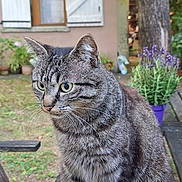 Ibysse a rejoint le concours — aidez-le/la à gagner de superbes lots ! cat, tabby, animal, pet, outdoor, garden, bench, fur, whiskers, window, plants, flower_pot, purple, tree, wood, nature, closeup, portrait, looking, daylight