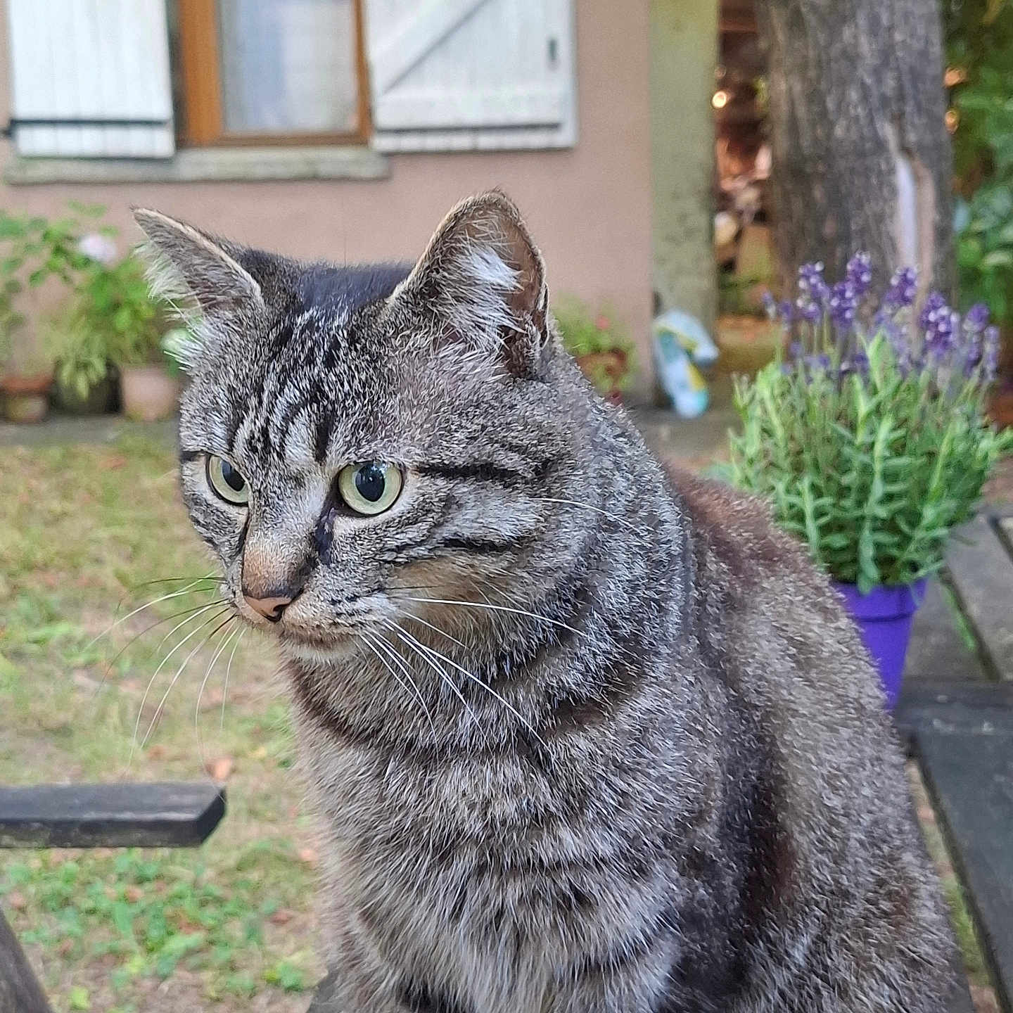 Ibysse a rejoint le concours — aidez-le/la à gagner de superbes lots ! animal, bench, cat, closeup, daylight, flower_pot, fur, garden, looking, nature, outdoor, pet, plants, portrait, purple, tabby, tree, whiskers, window, wood