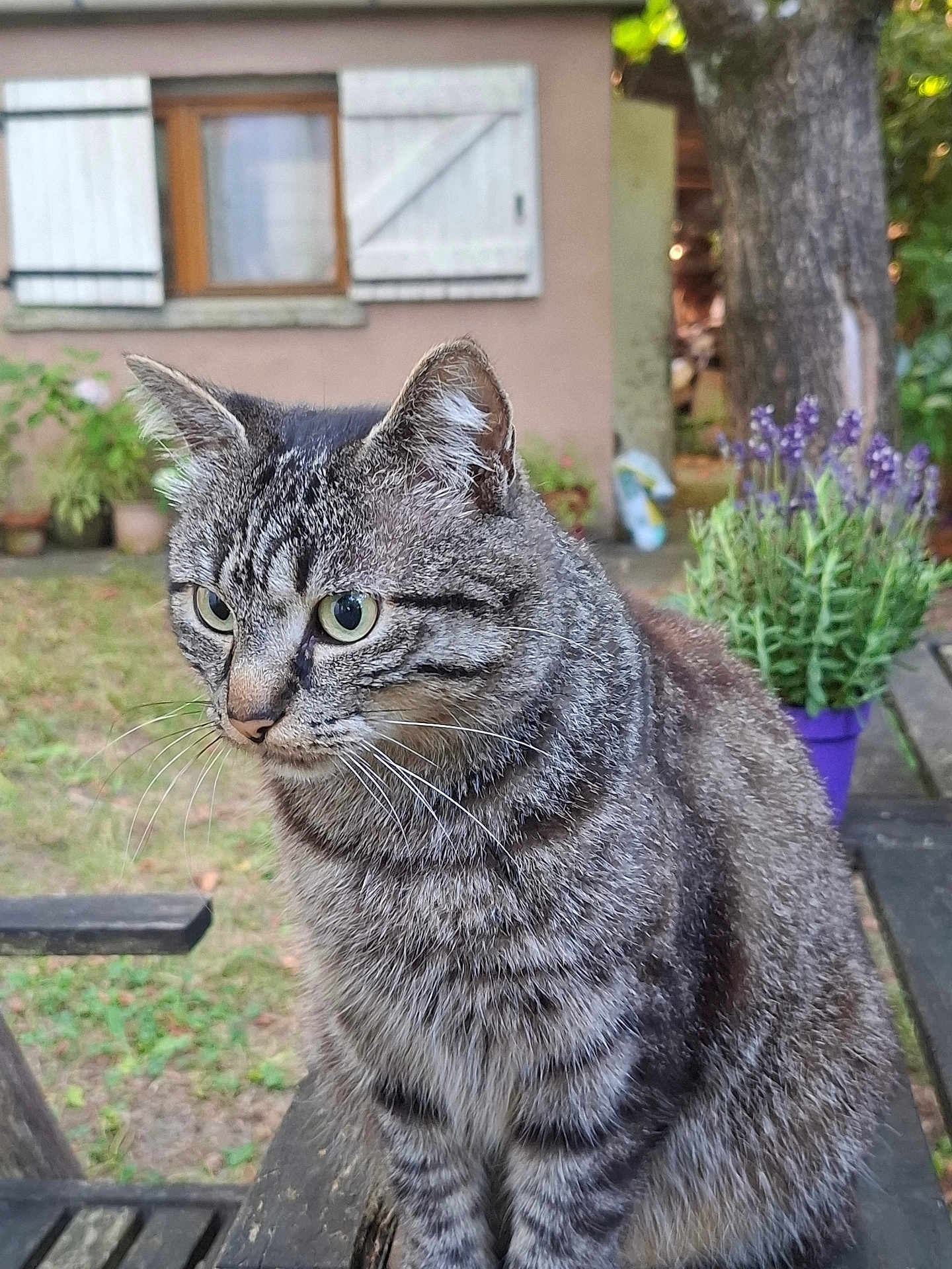 Ibysse a rejoint le concours — aidez-le/la à gagner de superbes lots ! cat, tabby, animal, pet, outdoor, garden, bench, fur, whiskers, window, plants, flower_pot, purple, tree, wood, nature, closeup, portrait, looking, daylight