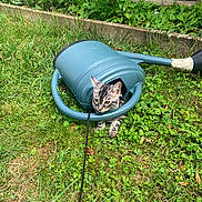 Apollo a rejoint le concours — aidez-le/la à gagner de superbes lots ! cat, tabby_cat, watering_can, garden, grass, greenery, plants, leash, outdoor, nature, curious, pet, animal, playful, sideways, vegetation, small_animal, young_cat, exploration, daylight
