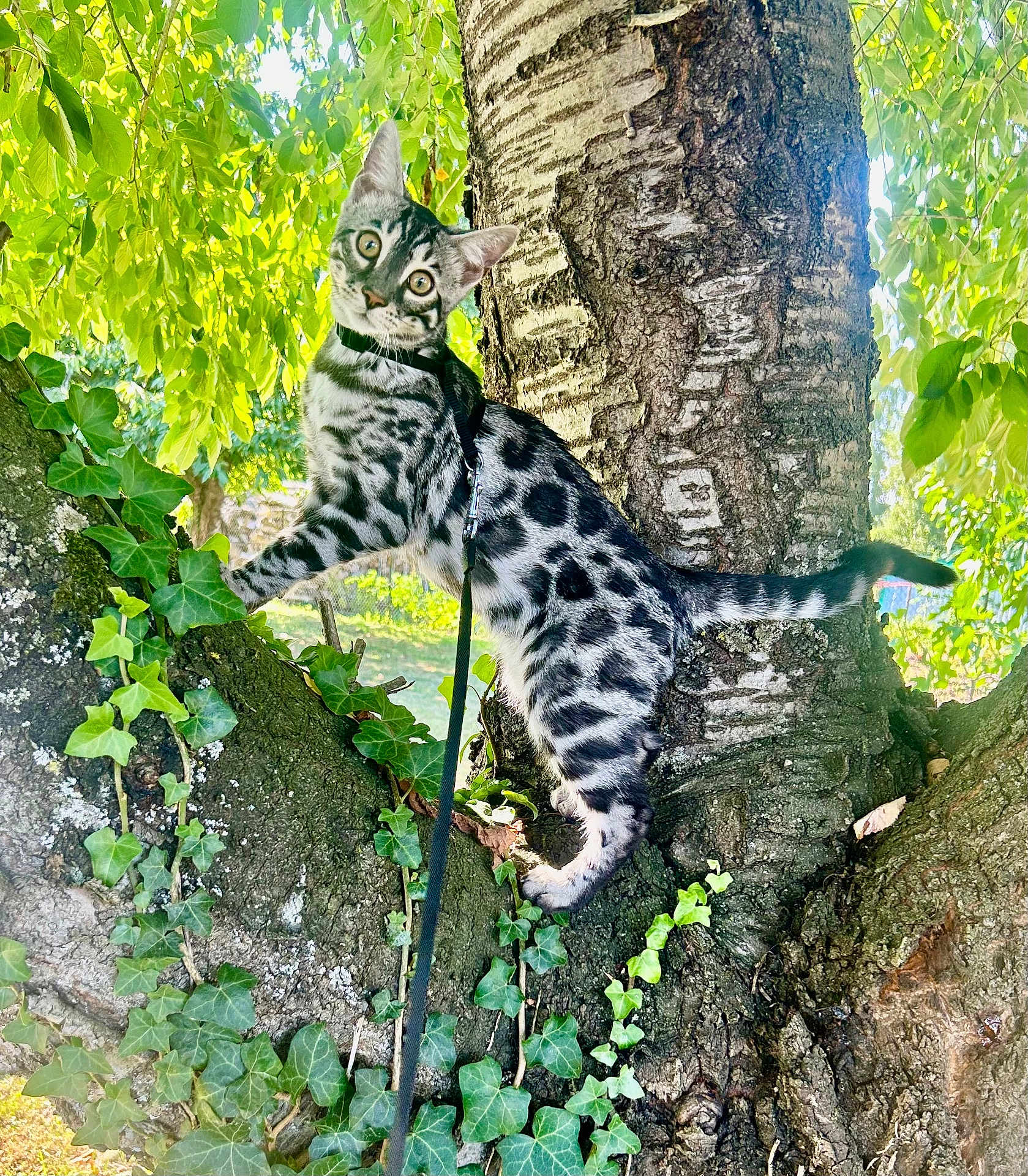 Apollo a rejoint le concours — aidez-le/la à gagner de superbes lots ! cat, silver_spotted, tree, ivy, leash, harness, outdoor, nature, greenery, curious, animal, pet, climbing, foliage, sunlight, wildlife, branch, mammal, alert, daylight
