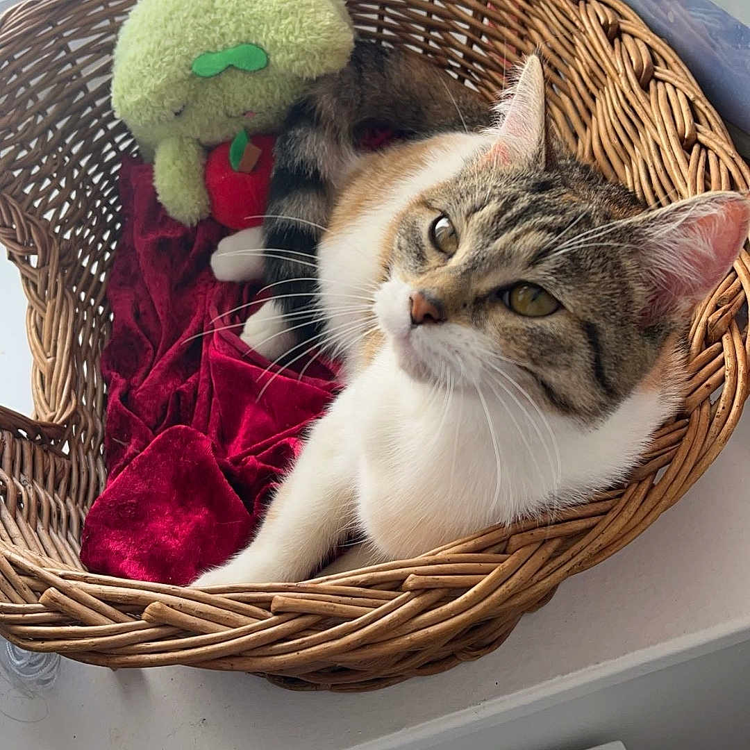 Lixy participe au concours pour gagner de l'argent avec cette photo : animal, basket, blanket, car, cat, computerhardware, electronics, fun, furniture, hardware, kitten, laundry, machine, person, pet, plush, sleeping, toy, transportation, vehicle