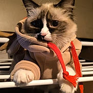 Yara participe au concours pour gagner de l'argent avec cette photo : cat, animal, pet, hoodie, clothing, white_paws, fur, indoor, metal_bar, close_up, cute, mammal, face, ears, whiskers, eyes, red_drawstring, beige, cozy, perched