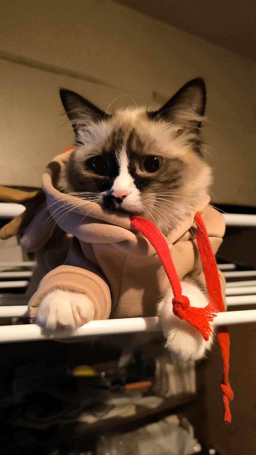 Yara participe au concours pour gagner de l'argent avec cette photo : cat, animal, pet, hoodie, clothing, white_paws, fur, indoor, metal_bar, close_up, cute, mammal, face, ears, whiskers, eyes, red_drawstring, beige, cozy, perched