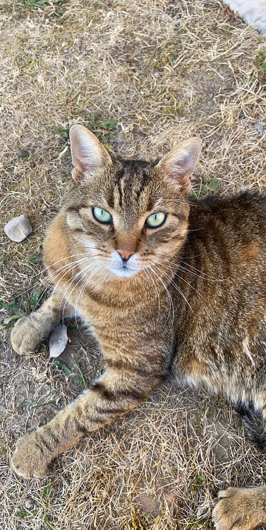 Filou participe au concours pour gagner de l'argent avec cette photo : american_bobtail, arabian_mau, asian, carnivore, cat, close_up, domestic_short_haired_cat, european_shorthair, eye, felidae, grass, kitten, mammal, organism, small_to_medium_sized_cats, snout, tabby_cat, vertebrate, whiskers, wild_cat