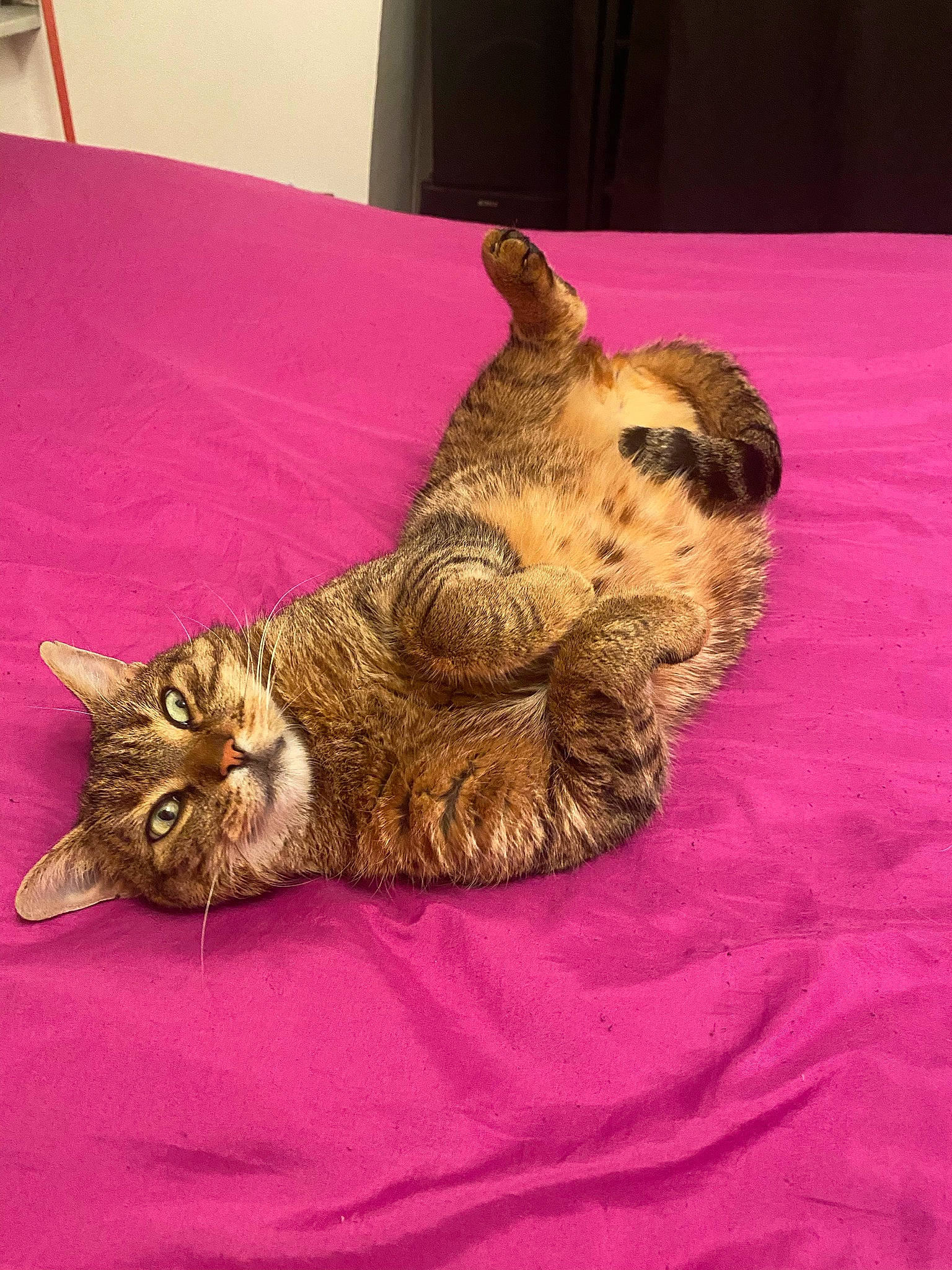 Filou participe au concours pour gagner de l'argent avec cette photo : bed, carnivore, cat, claw, comfort, couch, domestic_short_haired_cat, fawn, felidae, fur, head, linens, mammal, paw, room, small_to_medium_sized_cats, snout, tail, vertebrate, whiskers