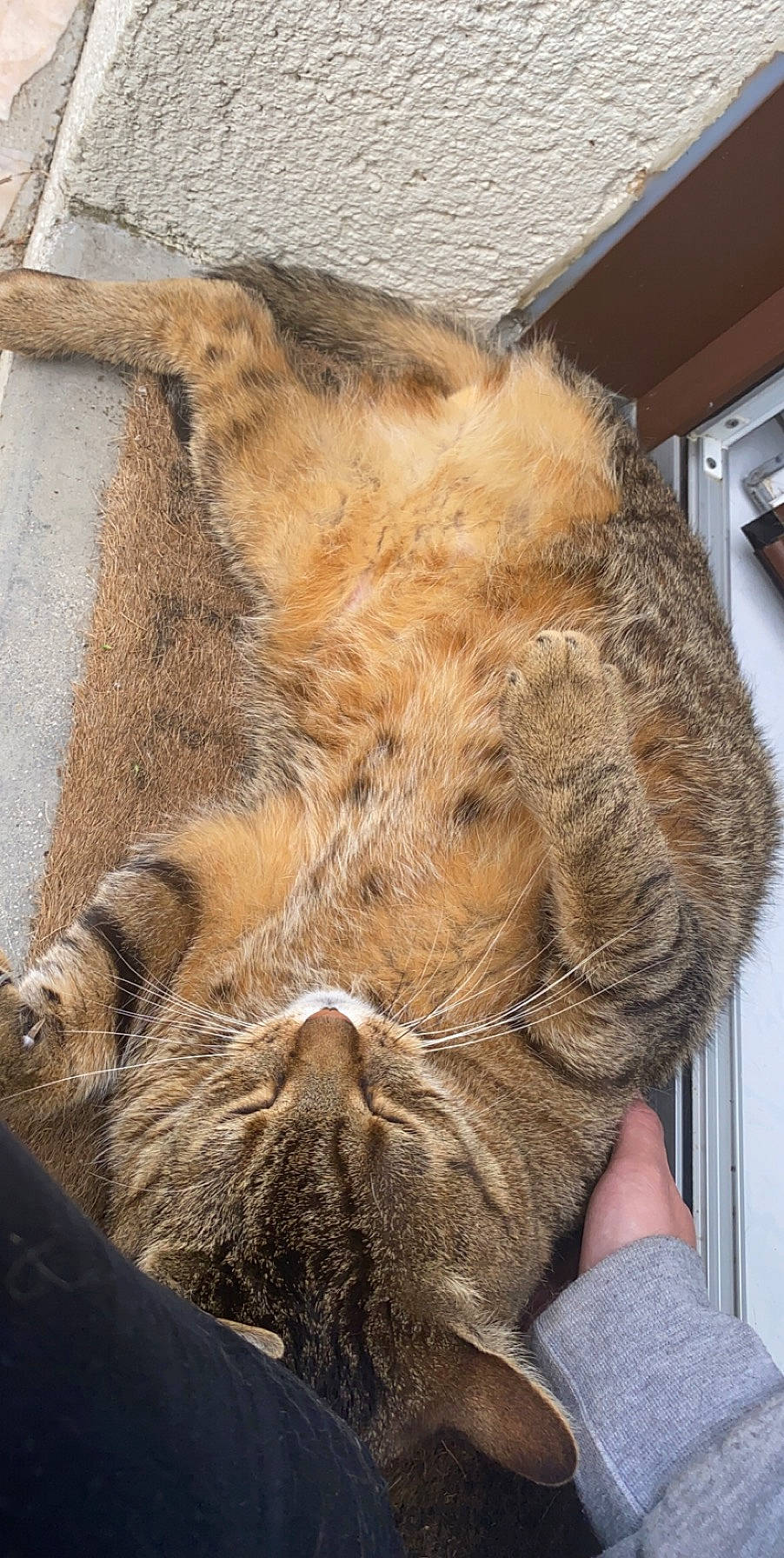 Filou participe au concours pour gagner de l'argent avec cette photo : fur, tail