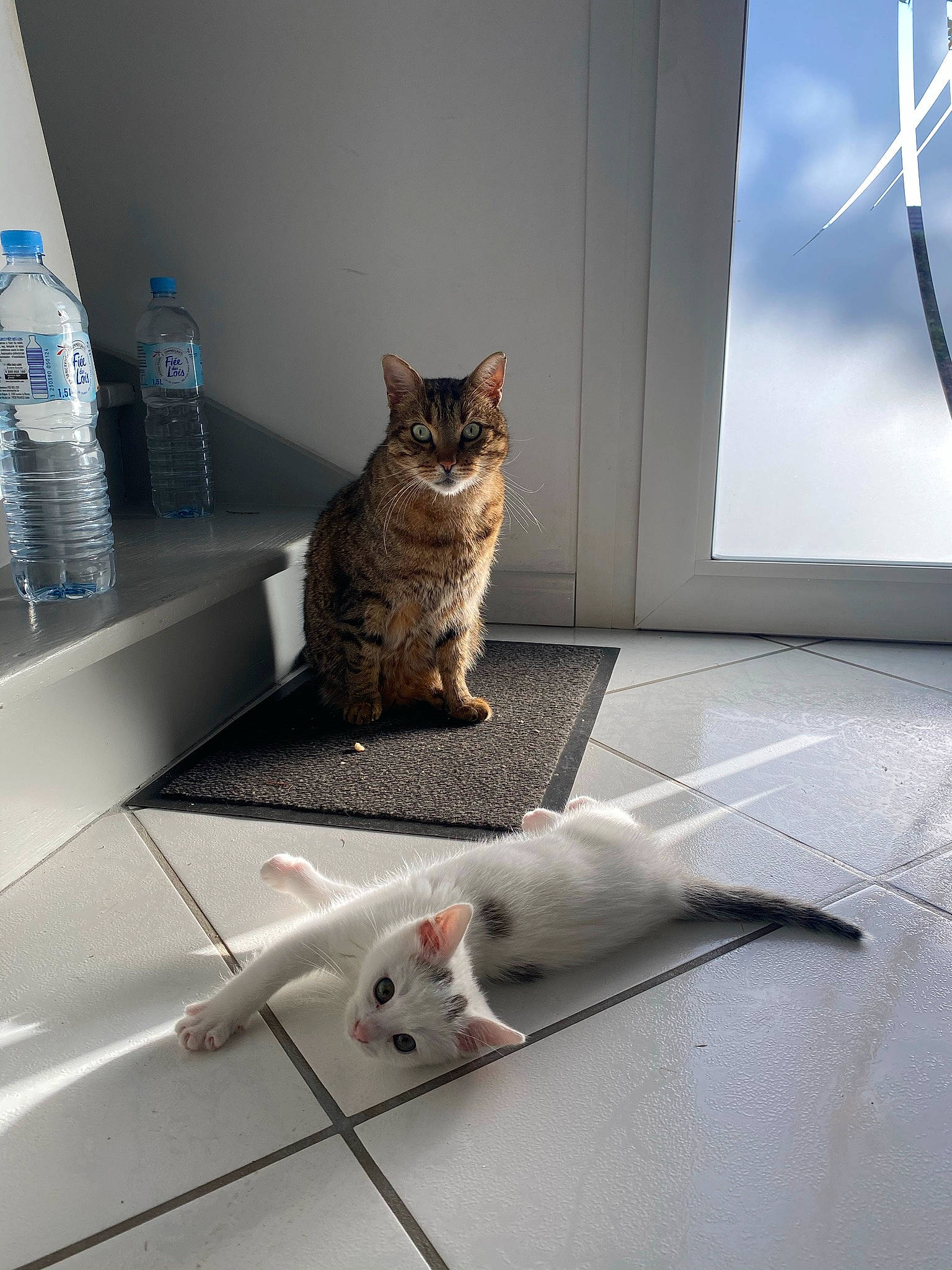 Oslo a rejoint le concours — aidez-le/la à gagner de superbes lots ! aegean_cat, american_shorthair, asian, carnivore, cat, domestic_short_haired_cat, european_shorthair, felidae, kitten, small_to_medium_sized_cats, tabby_cat, tail, whiskers