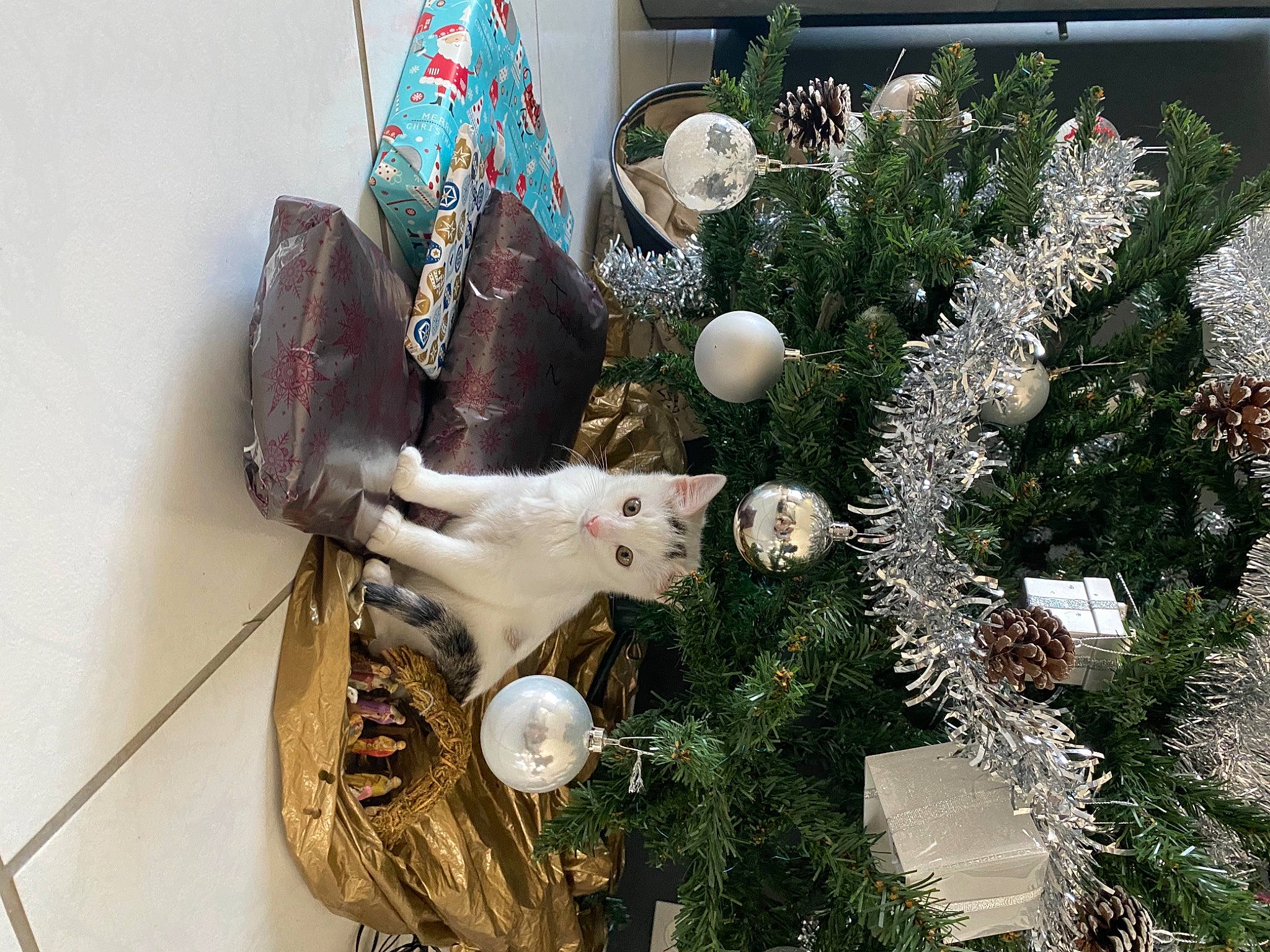 Oslo a rejoint le concours — aidez-le/la à gagner de superbes lots ! christmas, christmas_decoration, christmas_eve, christmas_lights, christmas_ornament, christmas_tree, conifer, fir, holiday, holiday_ornament, interior_design, natural_material, ornament, pine, pine_family, silvertip_fir