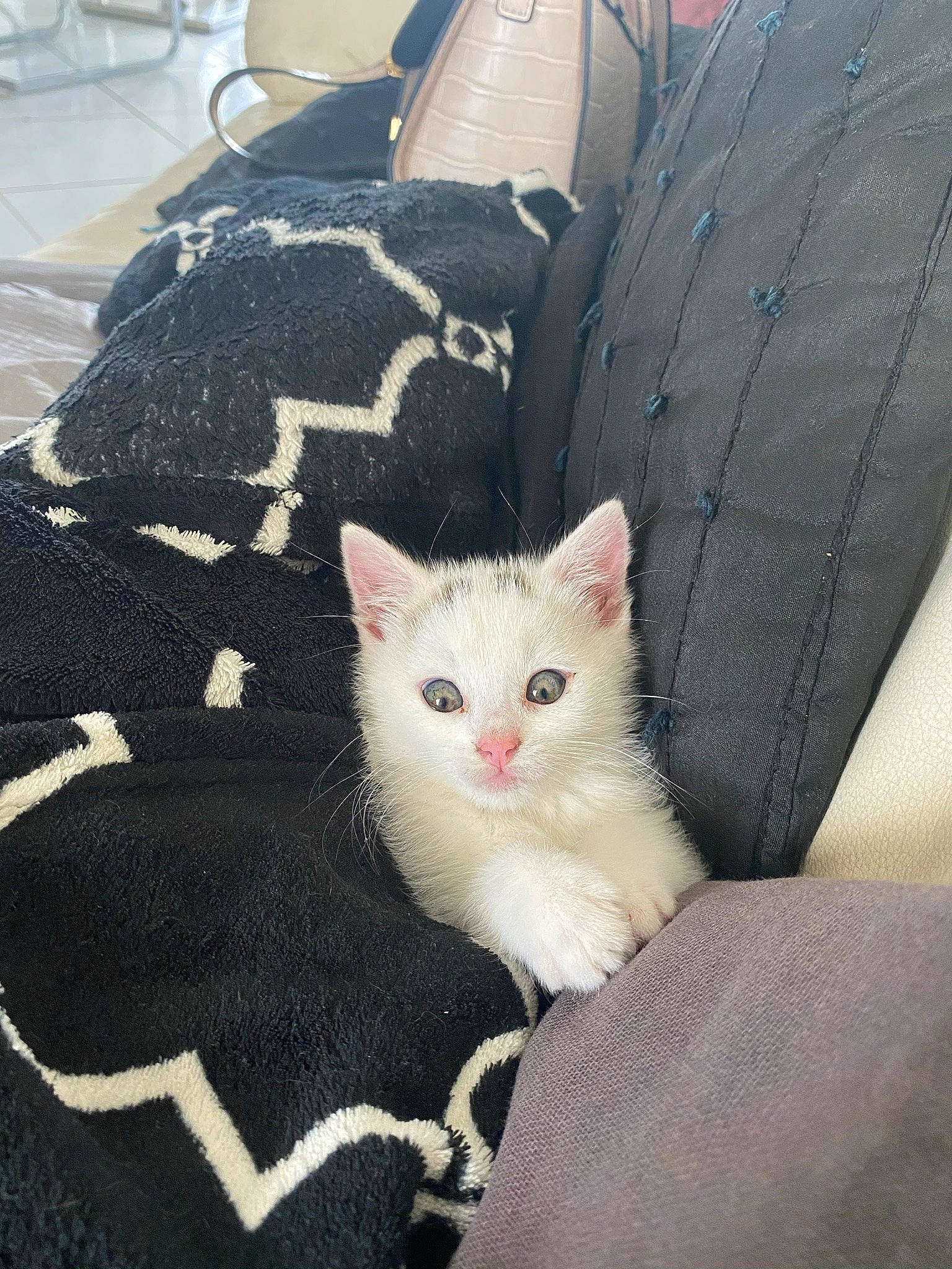 Oslo a rejoint le concours — aidez-le/la à gagner de superbes lots ! aegean_cat, asian, carnivore, cat, domestic_short_haired_cat, fawn, felidae, fur, german_rex, khao_manee, kitten, mammal, ojos_azules, small_to_medium_sized_cats, tail, turkish_angora, turkish_van, whiskers, white