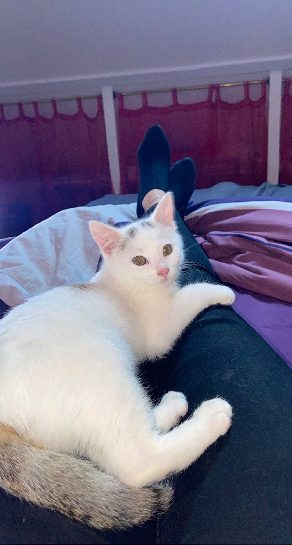 Oslo a rejoint le concours — aidez-le/la à gagner de superbes lots ! carnivore, cat, comfort, domestic_short_haired_cat, facial_expression, felidae, fur, khao_manee, linens, paw, pink, sitting, small_to_medium_sized_cats, snout, tail, terrestrial_animal, turkish_angora, vertebrate, whiskers