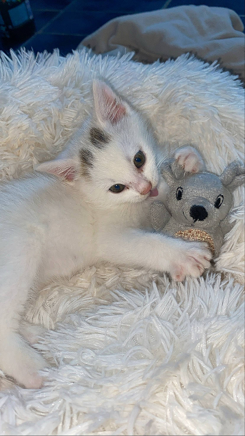 Oslo a rejoint le concours — aidez-le/la à gagner de superbes lots ! burmilla, carnivore, cat, cornish_rex, devon_rex, fawn, felidae, kitten, mammal, ragdoll, rex_cat, selkirk_rex, small_to_medium_sized_cats, turkish_angora, vertebrate, whiskers