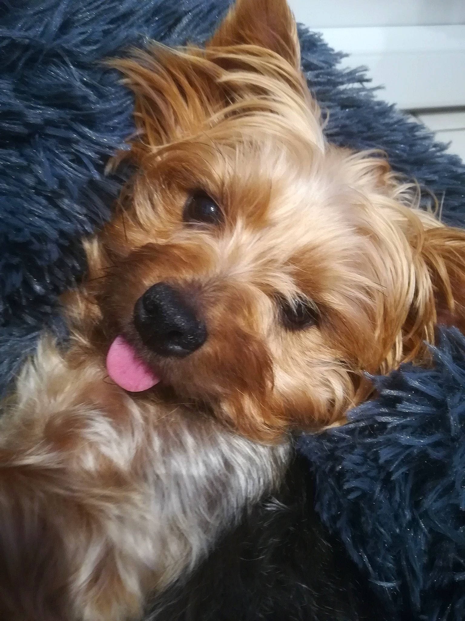 Kenna participe au concours pour gagner de l'argent avec cette photo : australian_silky_terrier, australian_terrier, biewer_terrier, cairn_terrier, canidae, carnivore, companion_dog, dog, dog_breed, dutch_smoushond, glen_of_imaal_terrier, mammal, norfolk_terrier, norwich_terrier, small_terrier, snout, terrier, vertebrate, yorkipoo, yorkshire_terrier