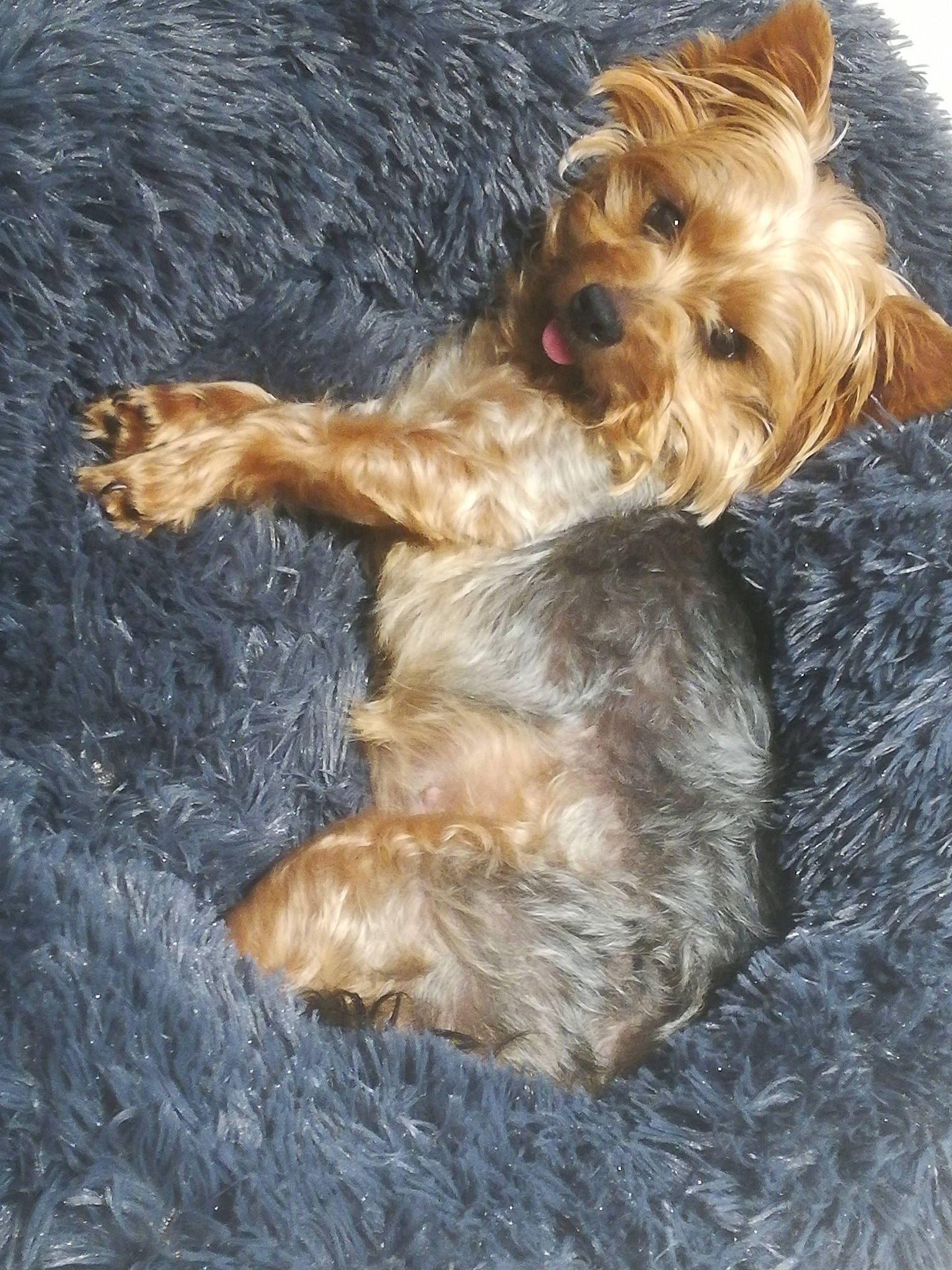 Kenna participe au concours pour gagner de l'argent avec cette photo : australian_silky_terrier, australian_terrier, bosnian_coarse_haired_hound, cairn_terrier, canidae, carnivore, companion_dog, dog, dog_breed, dutch_smoushond, glen_of_imaal_terrier, mammal, norwich_terrier, schnoodle, small_terrier, terrier, vertebrate, welsh_terrier, yorkipoo, yorkshire_terrier