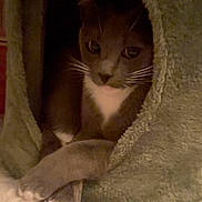 Luna Faye Muffins joined the competition — help win amazing prizes! animal, cat, cave, comfortable, cozy, curious, cute, feline, fur, green, home, indoor, nestled, paws, pet, quiet, relaxed, resting, soft, whiskers