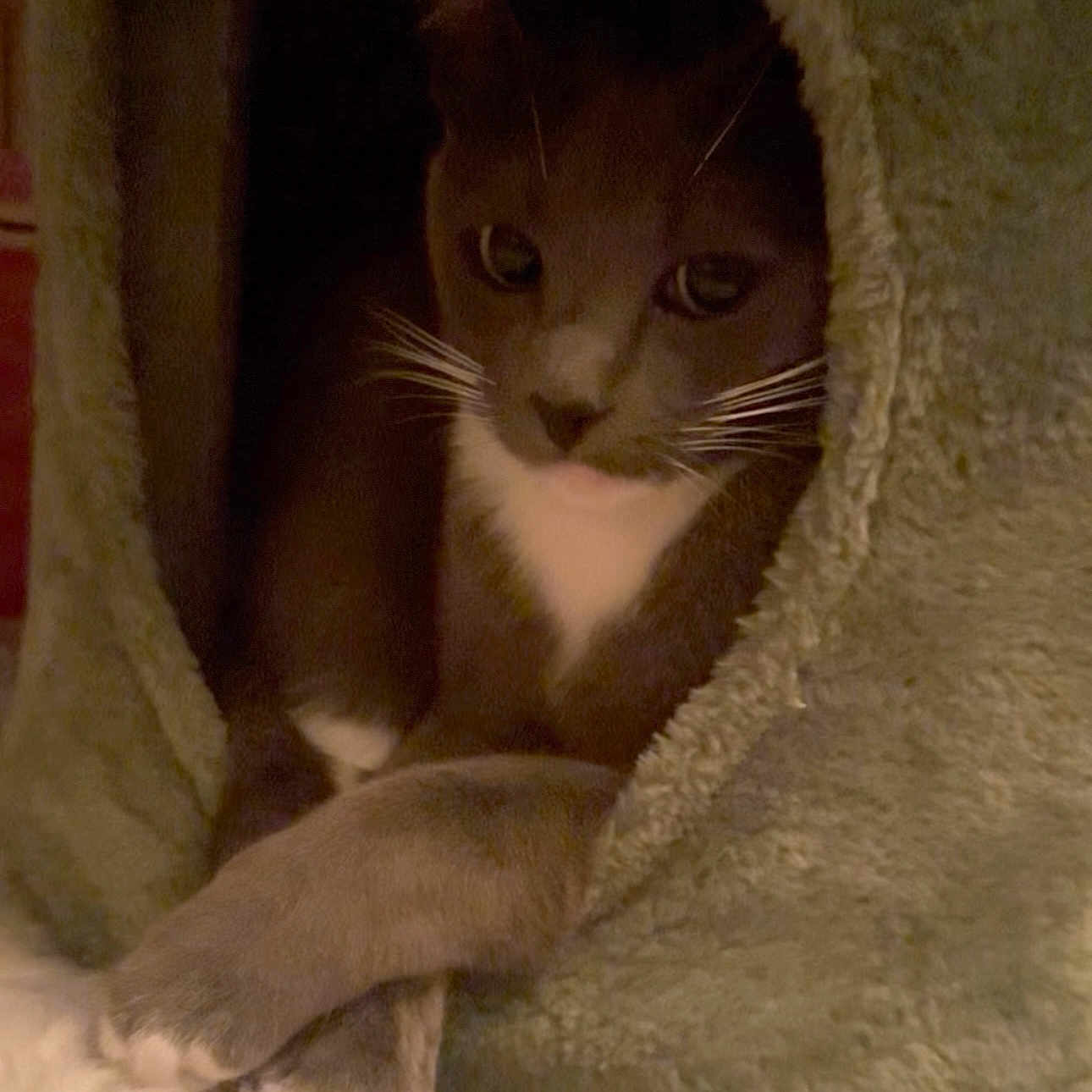 Luna Faye Muffins joined the competition — help win amazing prizes! animal, cat, cave, comfortable, cozy, curious, cute, feline, fur, green, home, indoor, nestled, paws, pet, quiet, relaxed, resting, soft, whiskers