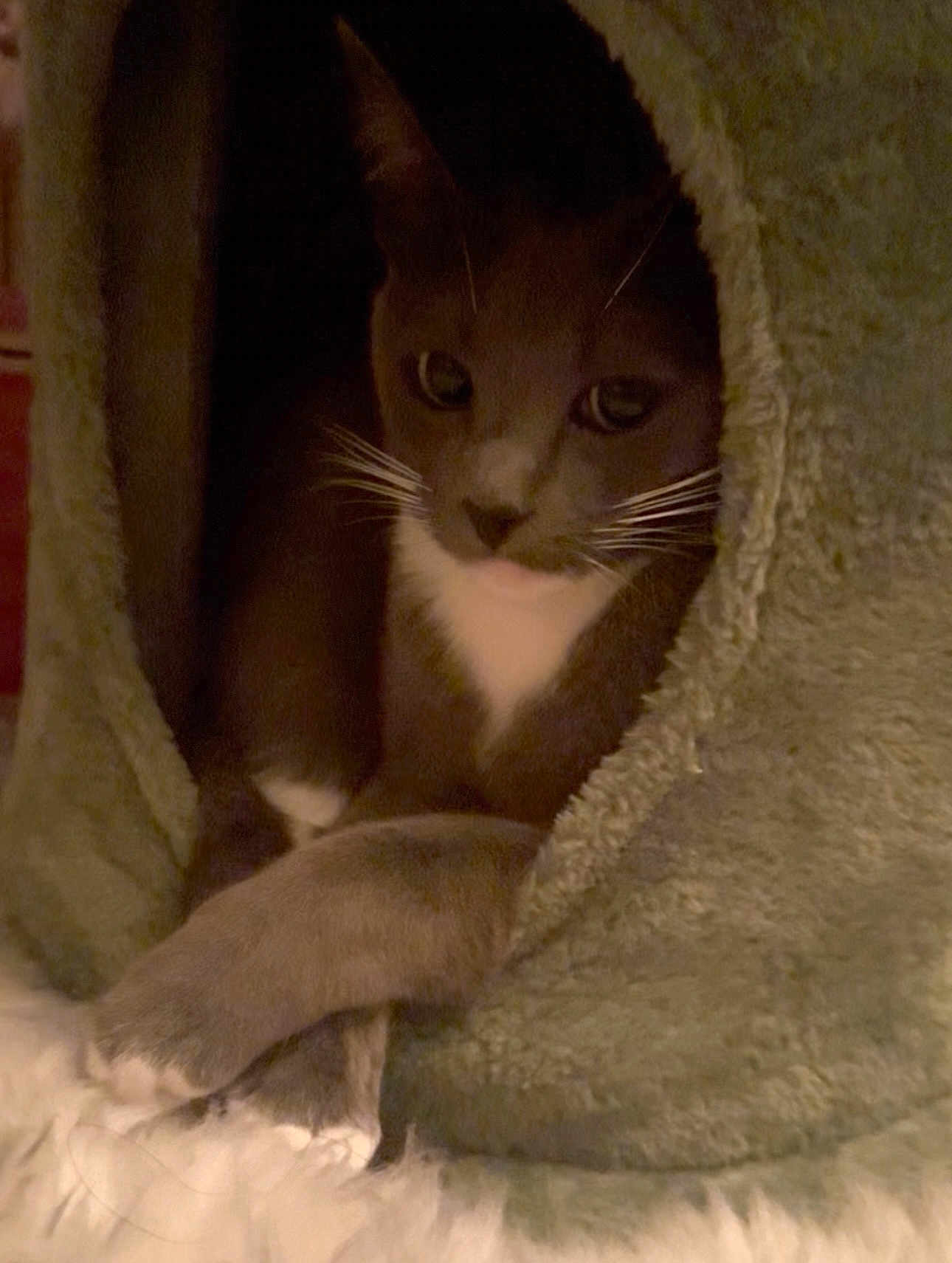 Luna Faye Muffins joined the competition — help win amazing prizes! animal, cat, cave, comfortable, cozy, curious, cute, feline, fur, green, home, indoor, nestled, paws, pet, quiet, relaxed, resting, soft, whiskers