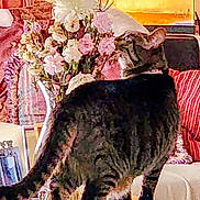 Lynxy joined the competition — help win amazing prizes! bouquet, cat, close_up, collar, couch, cozy, curious, domestic_animal, flowers, furniture, home_decor, indoor, living_room, pet, pillow, sniffing, striped, tabby_cat, upholstery, vase