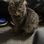 cat, tabby, indoor, carpet, shoes, footwear, furry, pet, animal, gray, striped, sitting, floor, feline, domestic, cozy, quiet, resting, household, casual