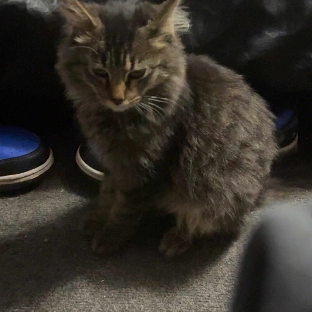 Haze joined the competition — help win amazing prizes! animal, carpet, casual, cat, cozy, domestic, feline, floor, footwear, furry, gray, household, indoor, pet, quiet, resting, shoes, sitting, striped, tabby