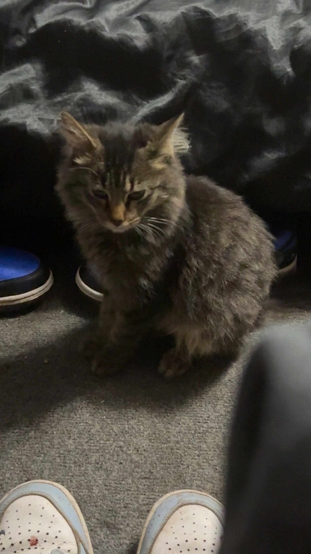 Haze joined the competition — help win amazing prizes! cat, tabby, indoor, carpet, shoes, footwear, furry, pet, animal, gray, striped, sitting, floor, feline, domestic, cozy, quiet, resting, household, casual