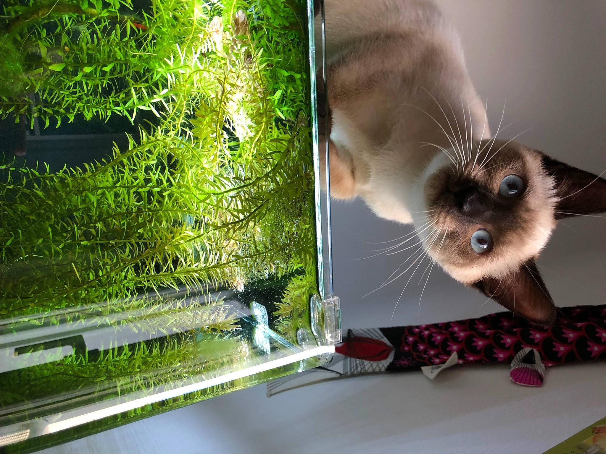 Prishkaa participe au concours pour gagner de l'argent avec cette photo : balinese, carnivore, cat, eyelash, fawn, felidae, fur, glass, grass, paw, photo_caption, plant, siamese, small_to_medium_sized_cats, snout, tail, tints_and_shades, whiskers, wildlife, windshield