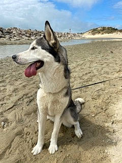 Owsla a rejoint le concours — aidez-le/la à gagner de superbes lots ! ancient_dog_breeds, canaan_dog, canidae, carnivore, carolina_dog, czechoslovakian_wolfdog, dog, dog_breed, east_siberian_laika, greenland_dog, mammal, native_american_indian_dog, northern_inuit_dog, rare_breed_dog, saarloos_wolfdog, seppala_siberian_sleddog, siberian_husky, tamaskan_dog, vertebrate, wolfdog