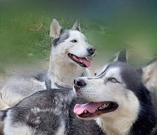 Maya participe au concours pour gagner de l'argent avec cette photo : alaskan_malamute, canadian_eskimo_dog, canidae, carnivore, dog, dog_breed, east_siberian_laika, jamthund, mammal, miniature_siberian_husky, native_american_indian_dog, northern_inuit_dog, saarloos_wolfdog, sakhalin_husky, seppala_siberian_sleddog, siberian_husky, sled_dog, tamaskan_dog, vertebrate, wolfdog