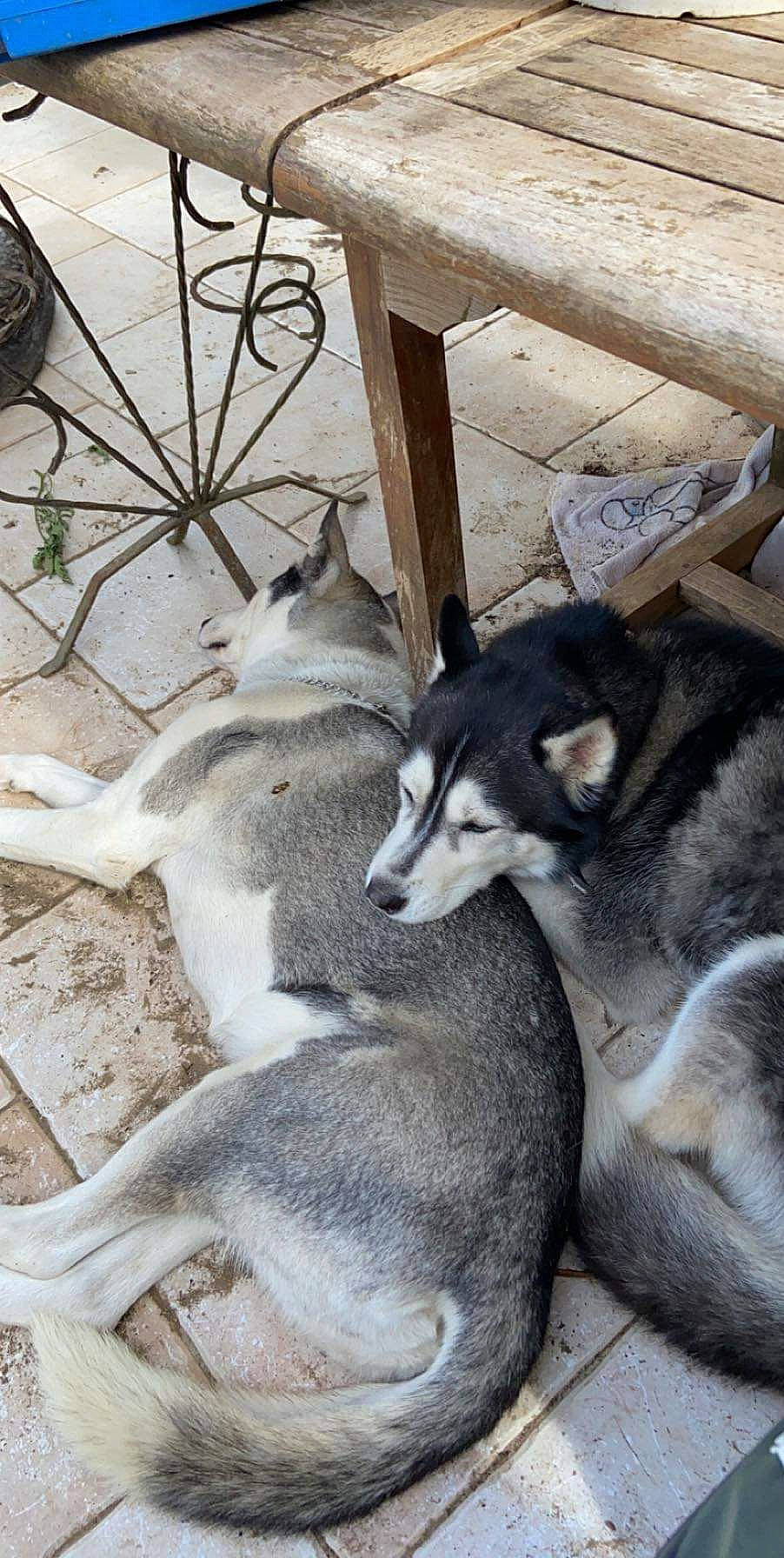 Maya a rejoint le concours — aidez-le/la à gagner de superbes lots ! alaskan_klee_kai, alaskan_malamute, canadian_eskimo_dog, canidae, canis, carnivore, dog, east_siberian_laika, jamthund, mammal, miniature_siberian_husky, native_american_indian_dog, northern_inuit_dog, sakhalin_husky, seppala_siberian_sleddog, siberian_husky, sled_dog, vertebrate, west_siberian_laika, wolfdog