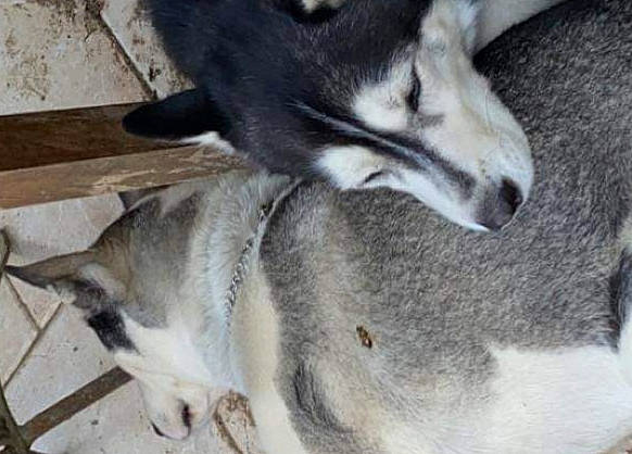 Maya a rejoint le concours — aidez-le/la à gagner de superbes lots ! canidae, carnivore, goat, goats, jaw, siberian_husky, snout, whiskers, wildlife, wolfdog