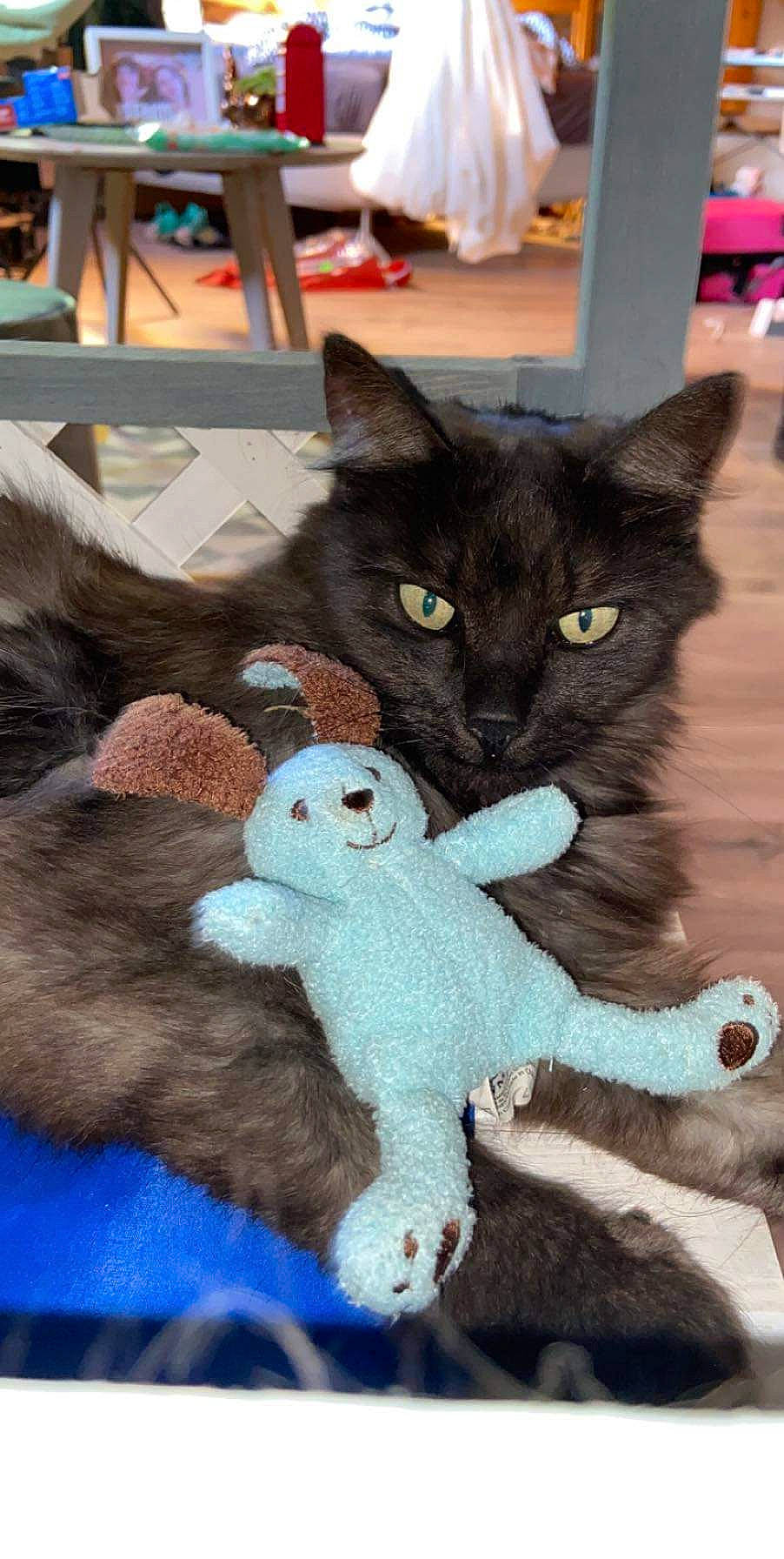 Chipie participe au concours pour gagner de l'argent avec cette photo : asian, carnivore, cat, domestic_short_haired_cat, felidae, fur, german_rex, kitten, polydactyl_cat, russian_blue, small_to_medium_sized_cats, tail, toy, whiskers