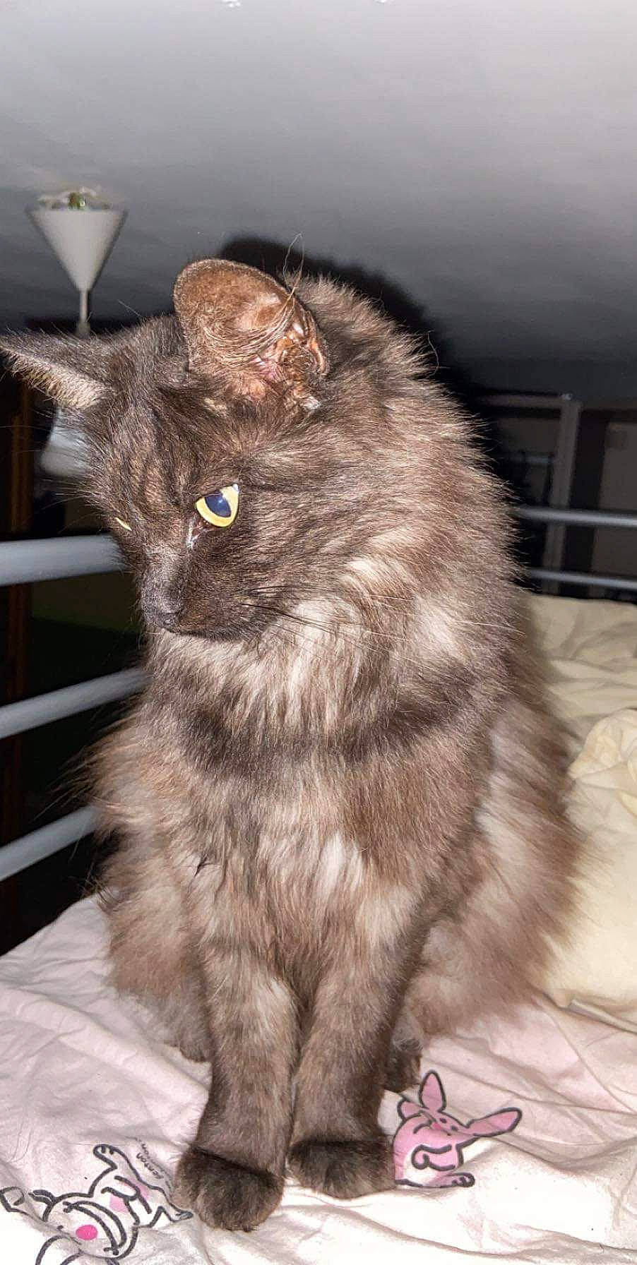 Chipie participe au concours pour gagner de l'argent avec cette photo : asian_semi_longhair, british_longhair, british_semi_longhair, carnivore, cat, domestic_long_haired_cat, fawn, felidae, fur, kurilian_bobtail, maine_coon, mammal, nebelung, norwegian_forest_cat, persian, small_to_medium_sized_cats, snout, vertebrate, whiskers