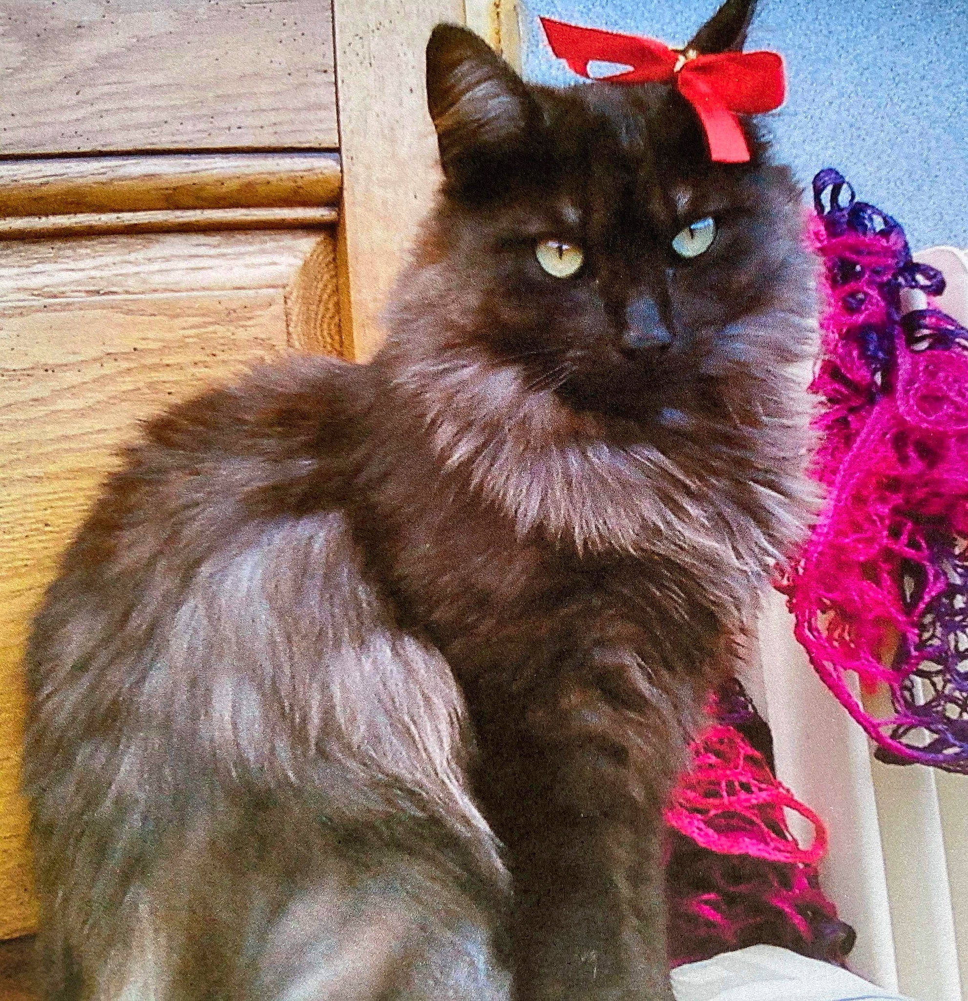 Chipie participe au concours pour gagner de l'argent avec cette photo : asian_semi_longhair, british_longhair, british_semi_longhair, carnivore, cat, cymric, domestic_long_haired_cat, fawn, felidae, kitten, maine_coon, mammal, norwegian_forest_cat, ragamuffin, small_to_medium_sized_cats, tail, turkish_angora, vertebrate, whiskers