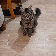 Onyx a rejoint le concours — aidez-le/la à gagner de superbes lots ! animal, cat, curious, cute, domestic, ears, feline, floor, fur, furniture, household, indoor, light, pet, shadow, sitting, tabby, tail, whiskers, wooden_floor